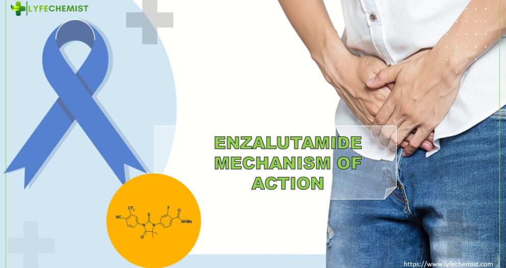 Enzalutamide mechanism of action